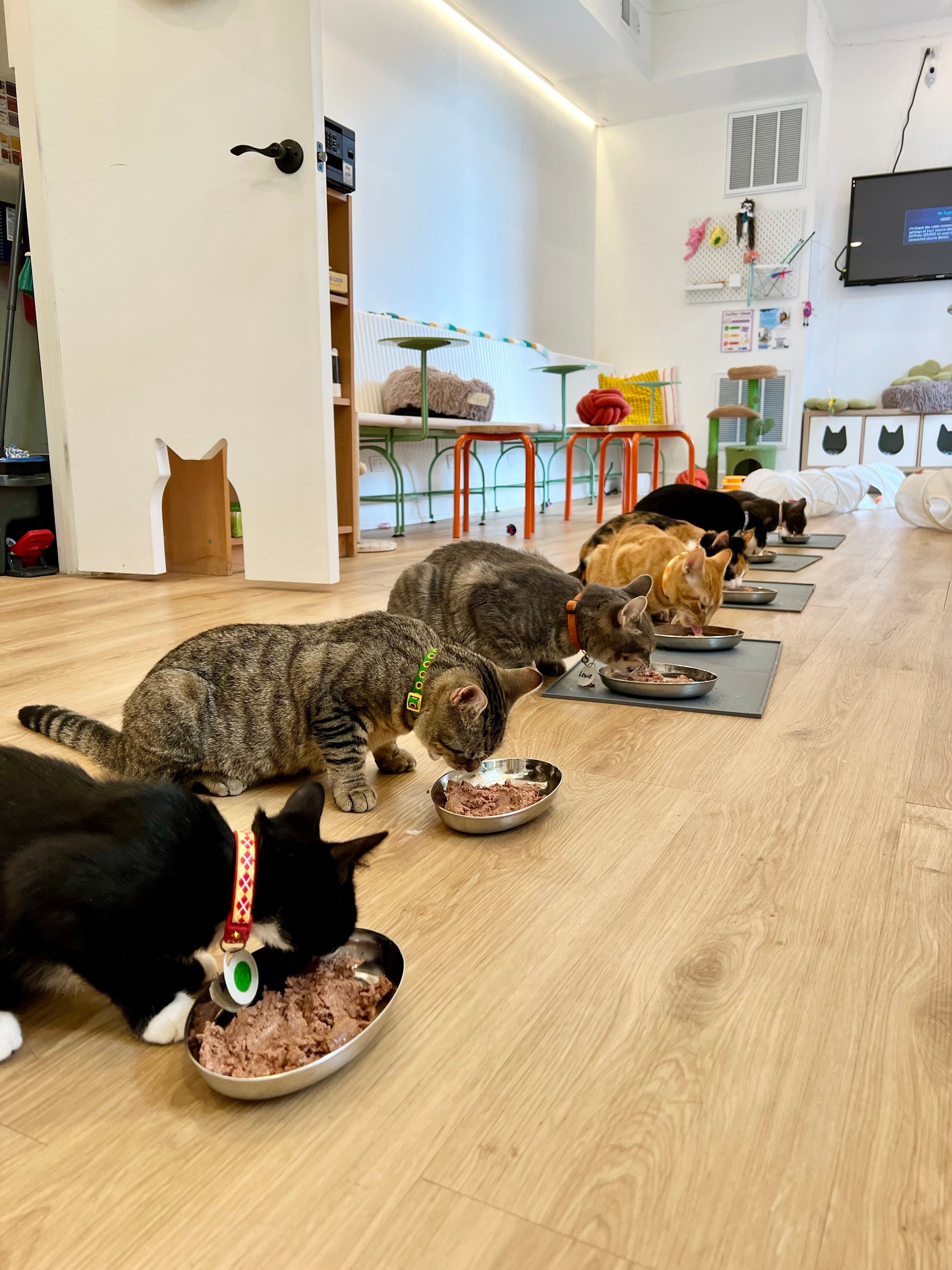 Meomi Cat Cafe Menu 2025 Cantonese Dim Sum Bus Sightseeing Experience  (Guangzhou